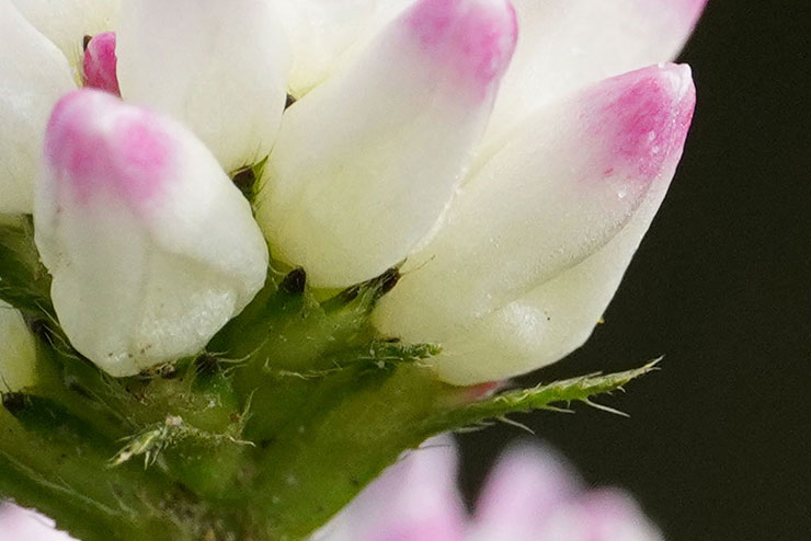 SIGMA 105mm F2.8 DG DN MACRO | Artで撮影した紫と白の花の画像（拡大後）
