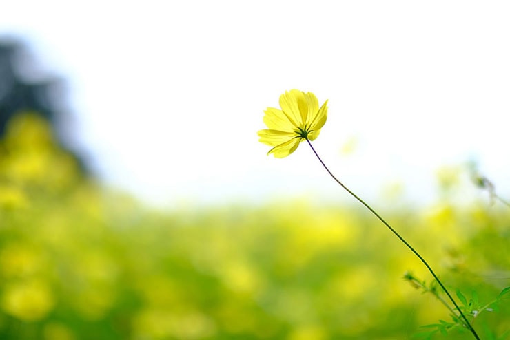 FUJIFILM XF50mmF1.0 R WRで撮影した黄色いコスモスの画像