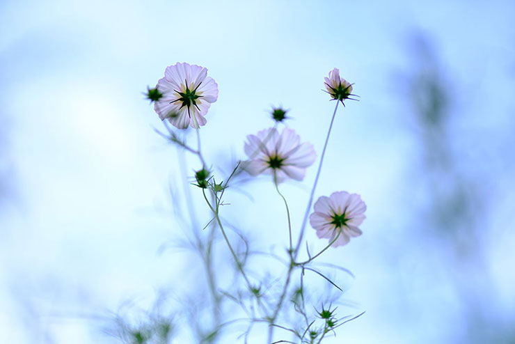 FUJIFILM XF50mmF1.0 R WRで撮影したピンクのコスモスの画像