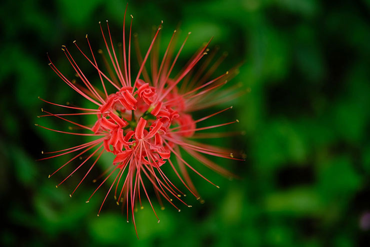 FUJIFILM XF50mmF1.0 R WRで撮影した彼岸花の画像