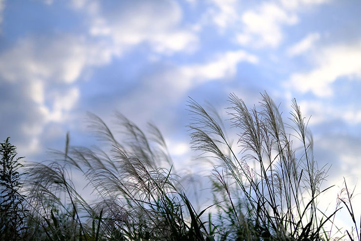 FUJIFILM XF50mmF1.0 R WRで撮影したススキの画像