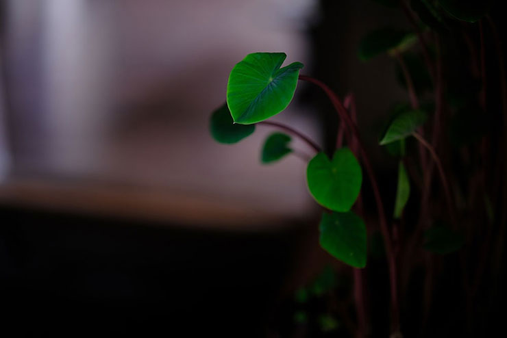 FUJIFILM XF50mmF1.0 R WRで撮影した葉っぱの画像