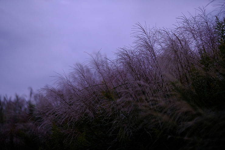 FUJIFILM XF50mmF1.0 R WRで撮影した夕暮れ時のススキの画像