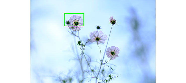 FUJIFILM XF50mmF1.0 R WRで撮影したピンクのコスモスの画像（拡大前）
