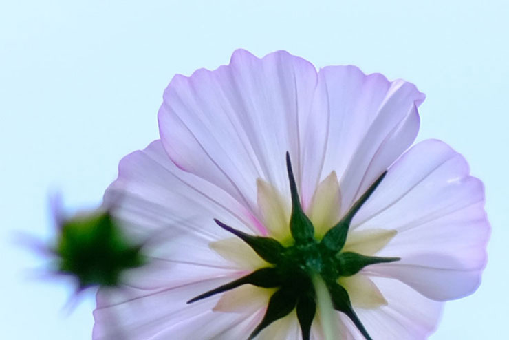 FUJIFILM XF50mmF1.0 R WRで撮影したピンクのコスモスの画像（拡大後）
