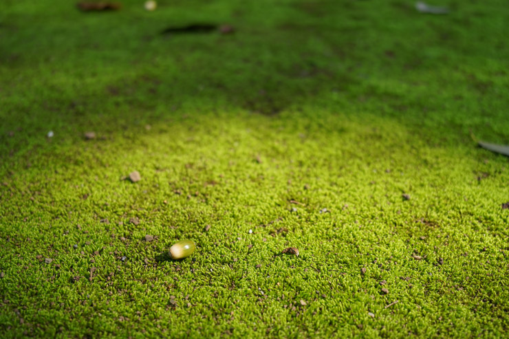 SONY α7C で撮影したどんぐりが落ちている苔の絨毯の画像