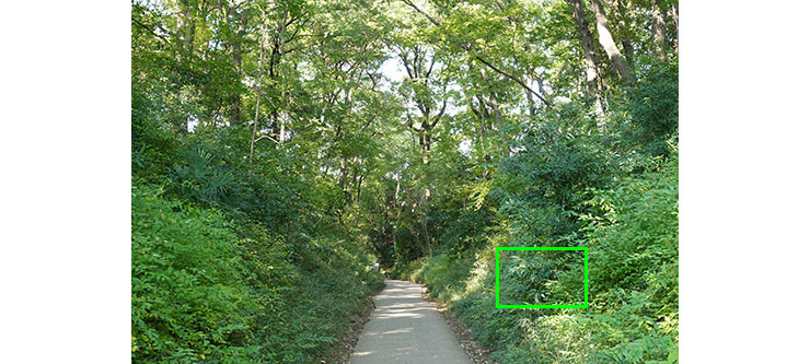 SONY α7C で撮影した木々が生い茂る道の画像（拡大前）