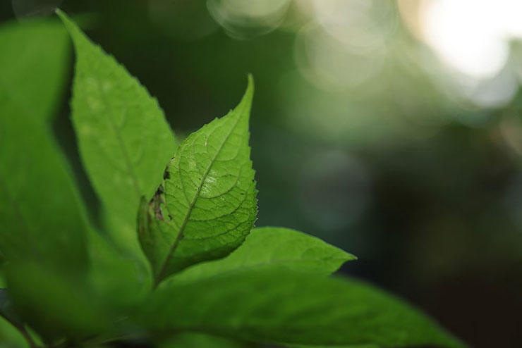 Canon RF85mm F2 MACRO IS STMで撮影した紫陽花の葉の画像