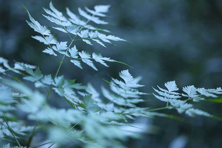Canon RF85mm F2 MACRO IS STMで撮影した日陰の草の画像