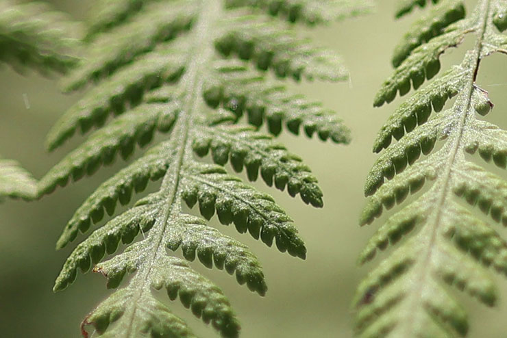 Canon RF85mm F2 MACRO IS STMで撮影したシダの画像（拡大後）