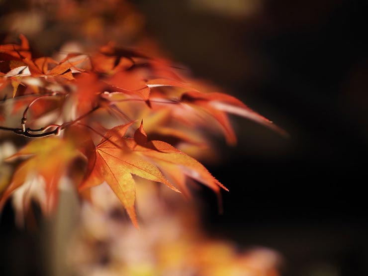 OM-D E-M1 MarkIIIとVoigtlander SUPER NOKTON 29ｍｍ F0.8 Asphericalを組み合わせて撮影した紅葉の画像