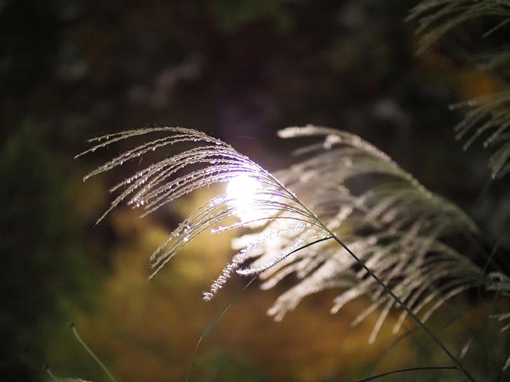 OM-D E-M1 MarkIIIとVoigtlander SUPER NOKTON 29ｍｍ F0.8 Asphericalを組み合わせて撮影したライトアップされたススキの画像