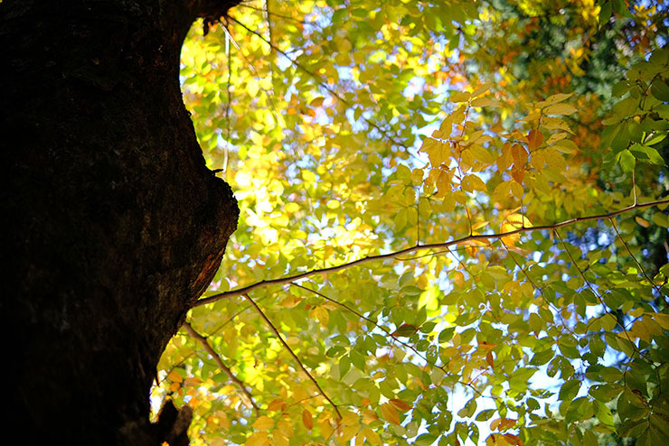 KenkoTokina atx-m 23mm F1.4 フジXで撮影した紅葉した葉をつけた木の画像