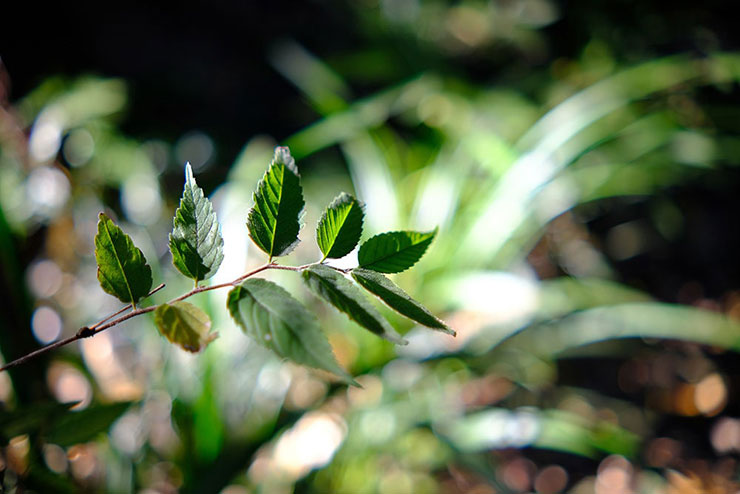 KenkoTokina atx-m 23mm F1.4 フジXで撮影した植物の画像