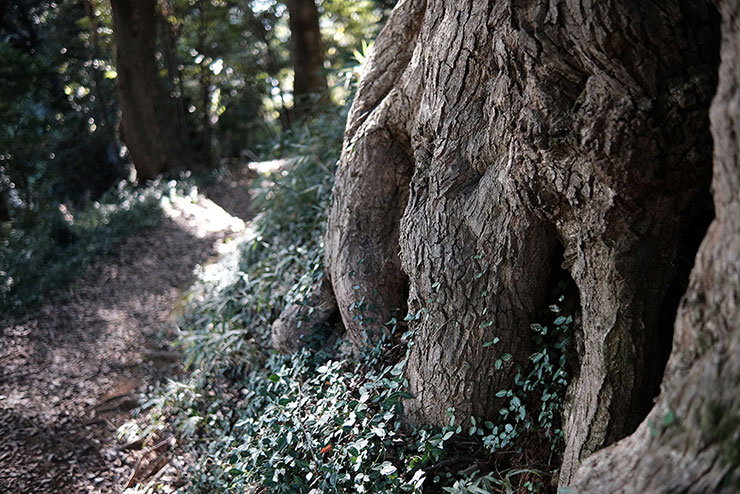 KenkoTokina atx-m 23mm F1.4 フジXで撮影した古い大木の画像