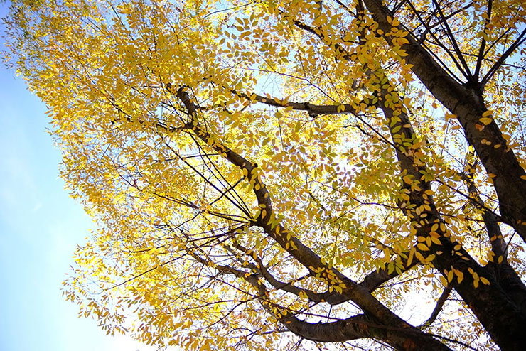 KenkoTokina atx-m 23mm F1.4 フジXで撮影した黄色に紅葉した木の画像
