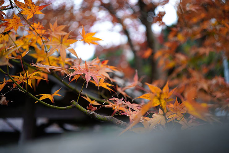 SIGMA 35mm F2 DG DN | Contemporaryで撮影した紅葉したモミジの画像