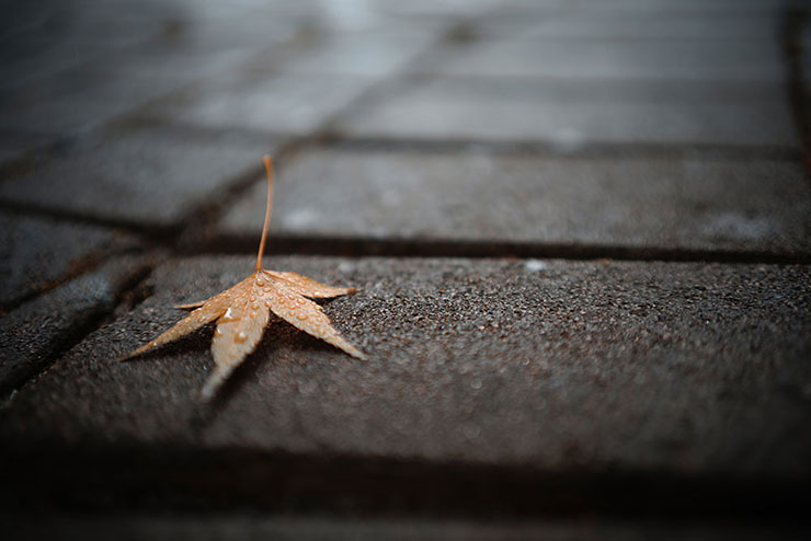 SIGMA 35mm F2 DG DN | Contemporaryで撮影した地面に落ちている雨に濡れたモミジの画像