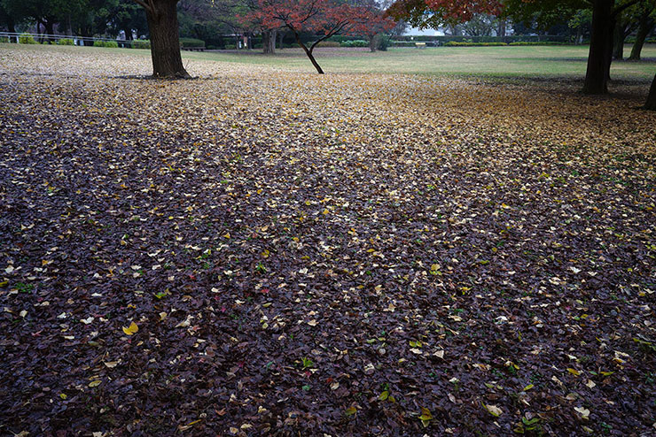 SIGMA 35mm F2 DG DN | Contemporaryで撮影した茶と黄色の濡れた落ち葉の画像