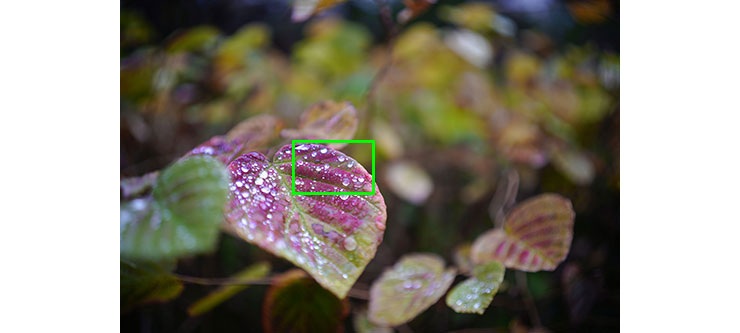 SIGMA 35mm F2 DG DN | Contemporaryで撮影した雨粒がついた葉っぱの画像（拡大前）