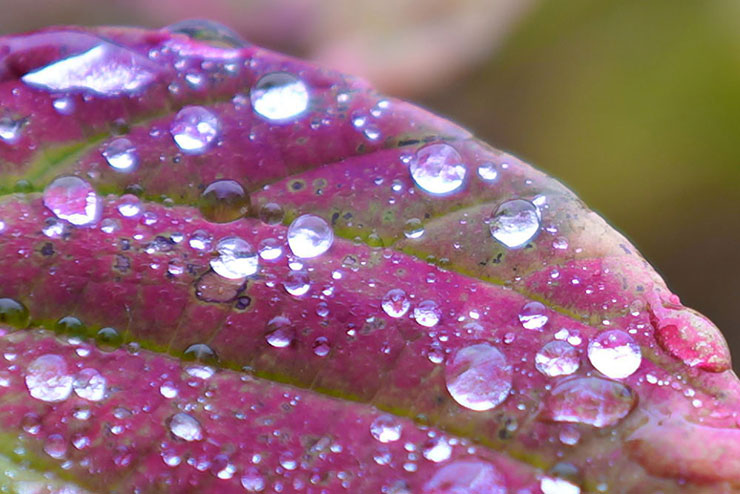 SIGMA 35mm F2 DG DN | Contemporaryで撮影した雨粒がついた葉っぱの画像（拡大後）