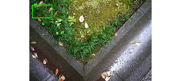 SIGMA 35mm F2 DG DN | Contemporaryで撮影した雨に濡れた草の画像（拡大前）