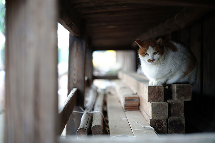 SIGMA 65mm F2 DG DN | Contemporaryで撮影した建物の下に隠れてる猫の画像
