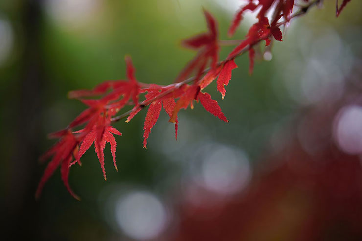 SIGMA 65mm F2 DG DN | Contemporaryで撮影した赤いモミジの画像