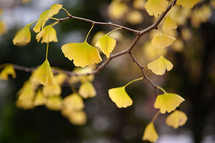 SIGMA 65mm F2 DG DN | Contemporaryで撮影した黄色のイチョウの画像