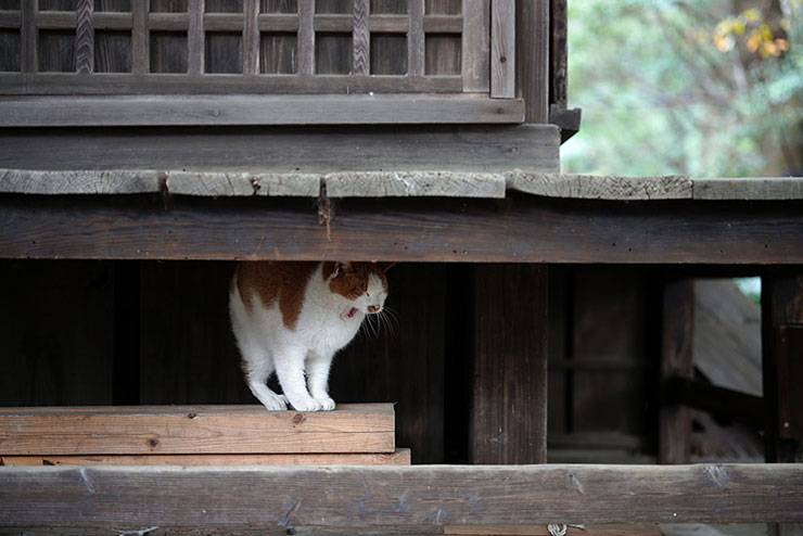 SIGMA 65mm F2 DG DN | Contemporaryで撮影した軒下の猫の画像