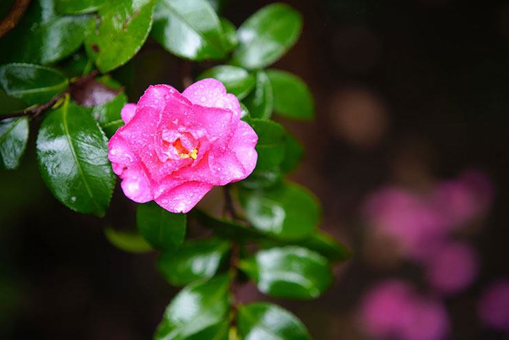 SIGMA 65mm F2 DG DN | Contemporaryで撮影した山茶花の画像