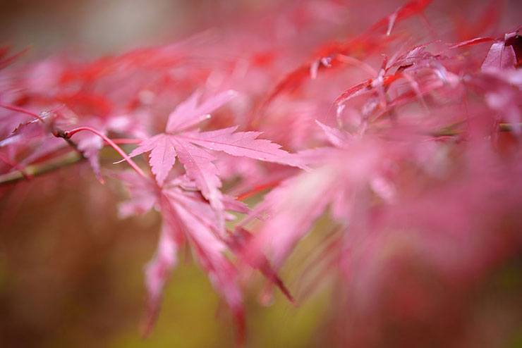 SIGMA 65mm F2 DG DN | Contemporaryで撮影した前後を大きくぼかしたモミジの画像
