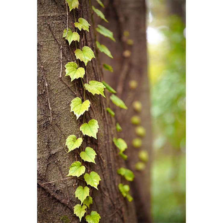 SIGMA 65mm F2 DG DN | Contemporaryで撮影したツタ植物の画像