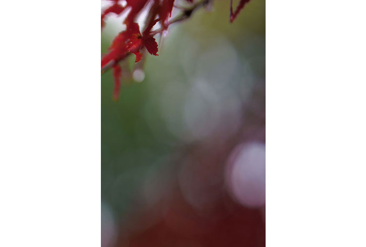 SIGMA 65mm F2 DG DN | Contemporaryで撮影したモミジの写真の背景の丸ボケ