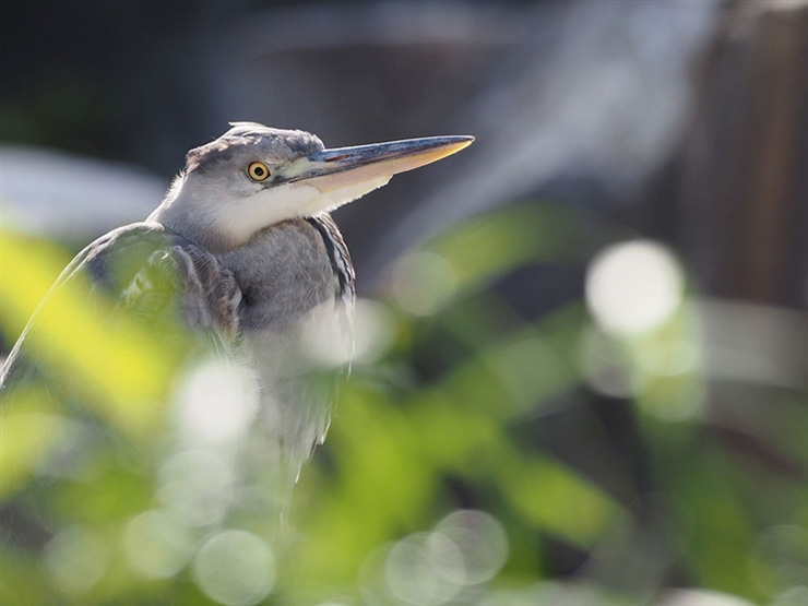 OLYMPUS OM-D E-M1X・M.ZUIKO DIGITAL ED 100-400mmF5.0-6.3 ISで撮影した鳥にピントを合わせた画像