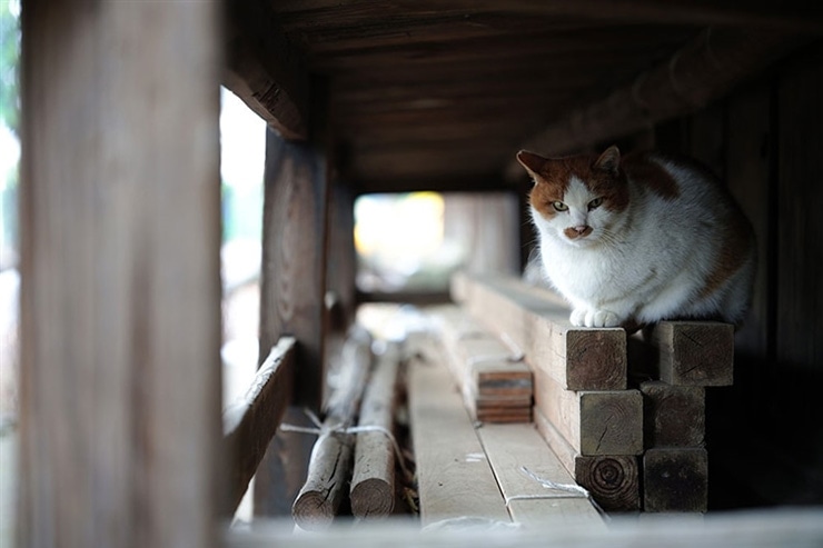 軒の下の猫の画像