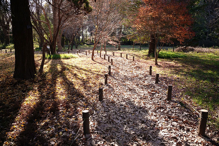 SIGMA 24mm F3.5 DG DN | Contemporaryで撮影した落ち葉が積もった散歩道の画像