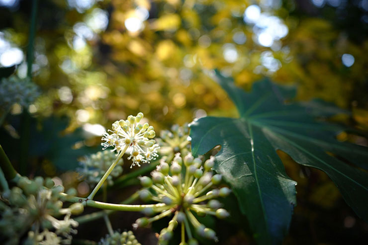 SIGMA 24mm F3.5 DG DN | Contemporaryで撮影した白い花の画像