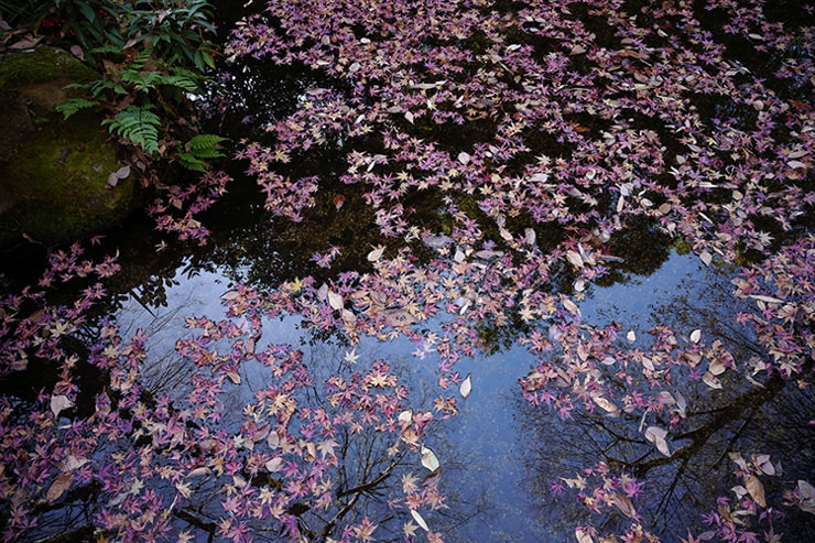 SIGMA 24mm F3.5 DG DN | Contemporaryで撮影した池一面のモミジの画像