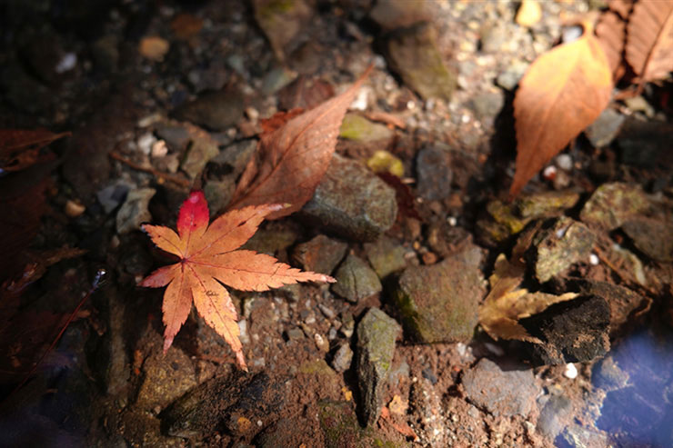 SIGMA 24mm F3.5 DG DN | Contemporaryで撮影した水中に沈んだモミジの画像