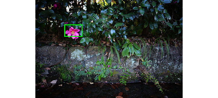 SIGMA 24mm F3.5 DG DN | Contemporaryで撮影した山茶花の画像（拡大前）
