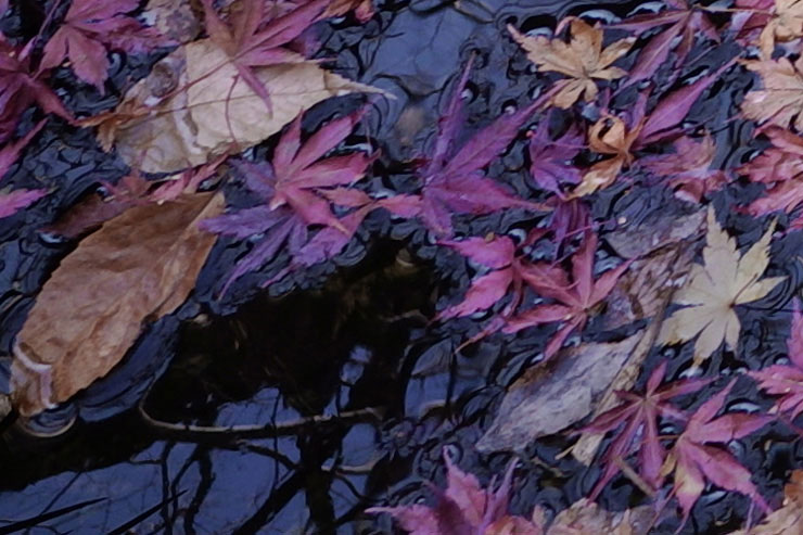 SIGMA 24mm F3.5 DG DN | Contemporaryで撮影した池一面のモミジの画像（拡大後）