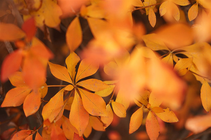 17-70mm F/2.8 Di III-A VC RXD (Model B070) SONY Eで撮影した紅葉の画像