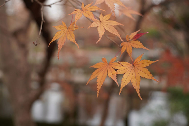17-70mm F/2.8 Di III-A VC RXD (Model B070) SONY Eで撮影したモミジの葉の画像