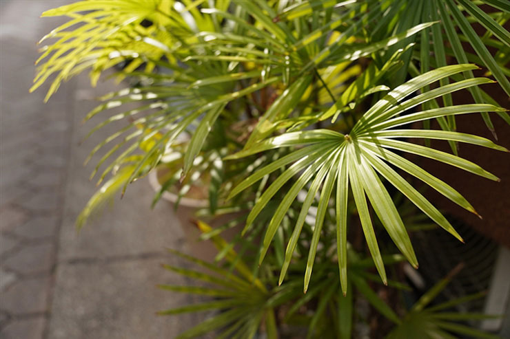 17-70mm F/2.8 Di III-A VC RXD (Model B070) SONY Eで撮影した植物の画像