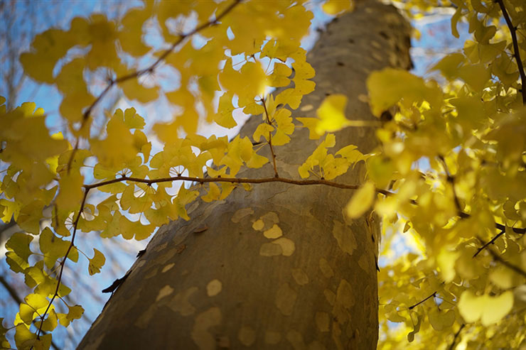 Voigtlander APO-LANTHAR 50mm F2 Aspherical VMで撮影したイチョウの木の画像