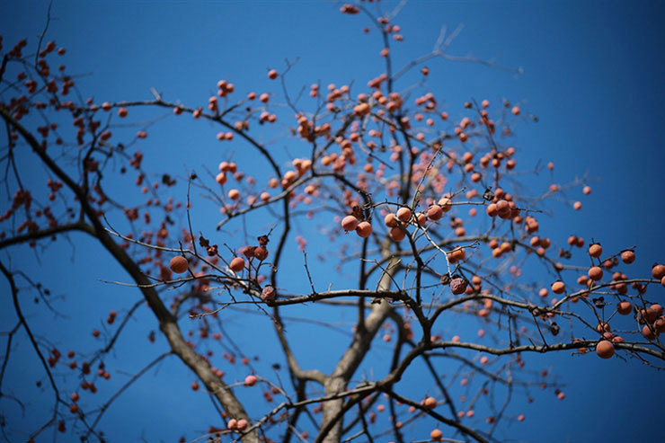 Voigtlander APO-LANTHAR 50mm F2 Aspherical VMで撮影した実がついている木の画像