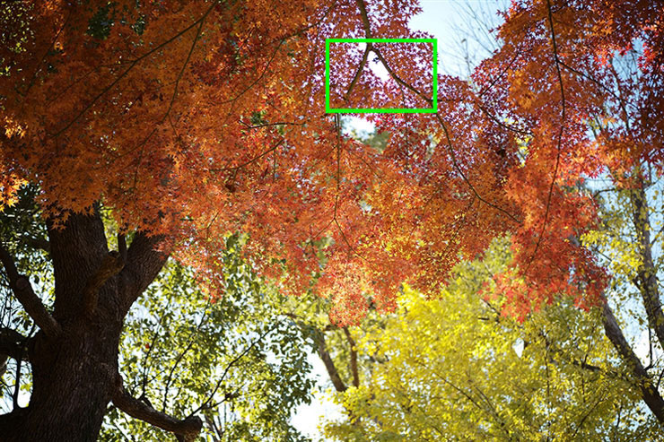 Voigtlander APO-LANTHAR 50mm F2 Aspherical VMで撮影した紅葉した木々の画像（拡大前）