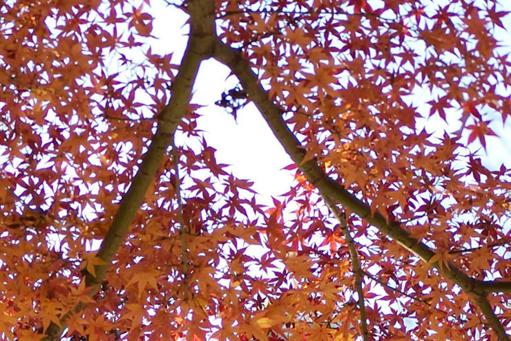 Voigtlander APO-LANTHAR 50mm F2 Aspherical VMで撮影した紅葉した木々の画像（拡大後）