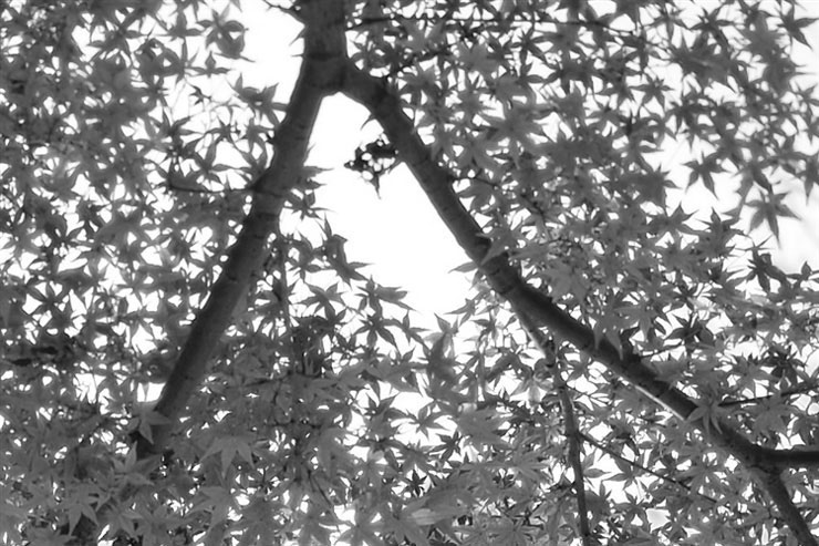 Voigtlander APO-LANTHAR 50mm F2 Aspherical VMで撮影した紅葉した木々の画像（モノクロ）